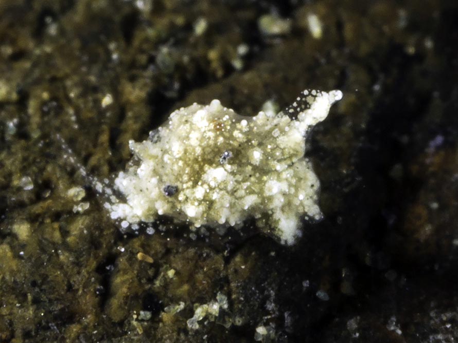 Gastropteron minutum